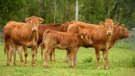 Plemenitba hovädzieho dobytka.